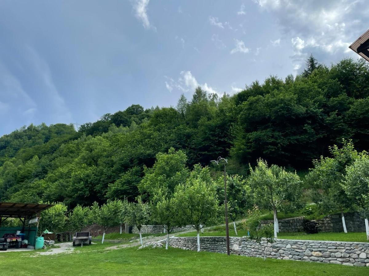 Villa Lotrioara *